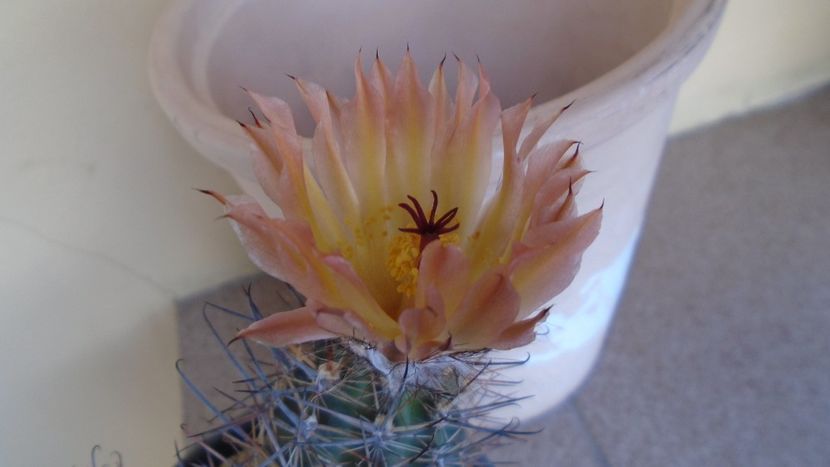 Austrocactus patagonicus (Austrocactus bertinii) (-20 C) - Cactusi 2021