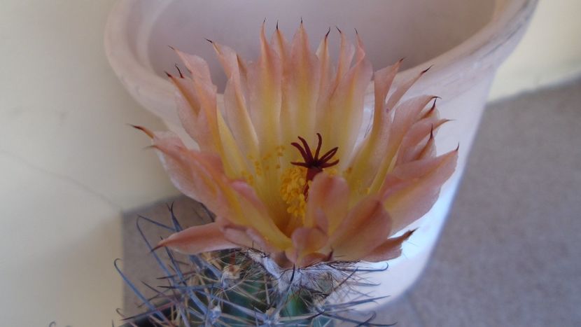 Austrocactus patagonicus (Austrocactus bertinii) (-20 C) - Cactusi 2021