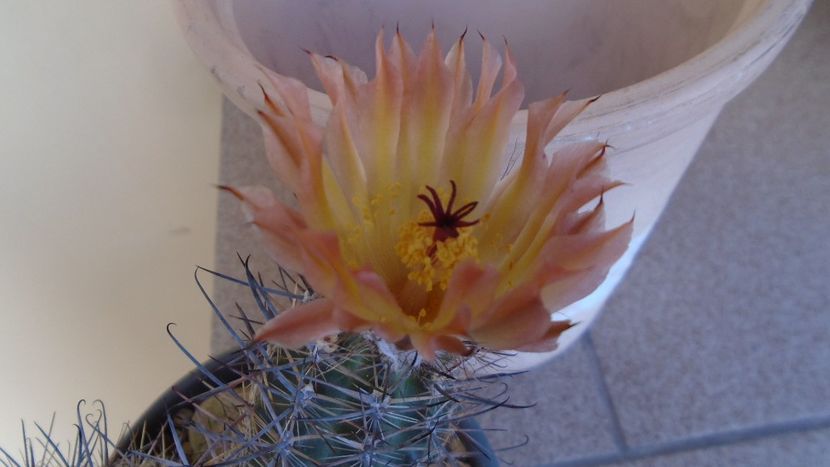 Austrocactus patagonicus (Austrocactus bertinii) (-20 C) - Cactusi 2021