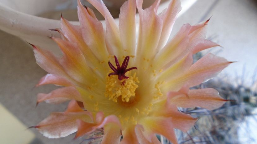 Austrocactus patagonicus (Austrocactus bertinii) (-20 C) - Cactusi 2021