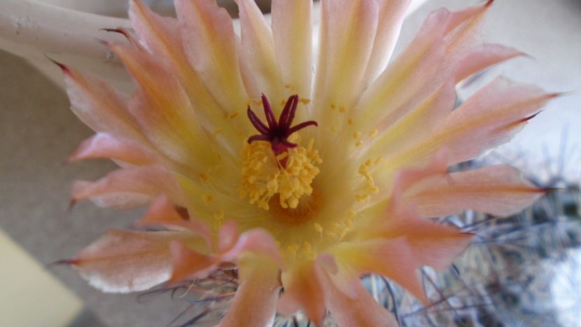 Austrocactus patagonicus (Austrocactus bertinii) (-20 C) - Cactusi 2021