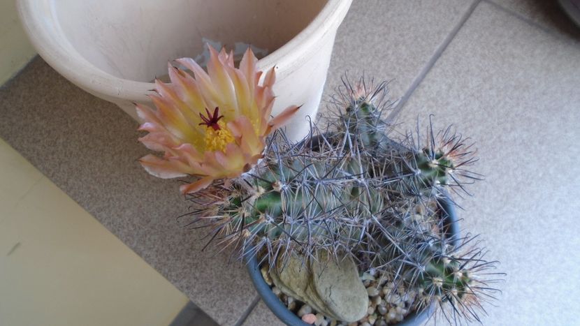 Austrocactus patagonicus (Austrocactus bertinii) (-20 C) - Cactusi 2021