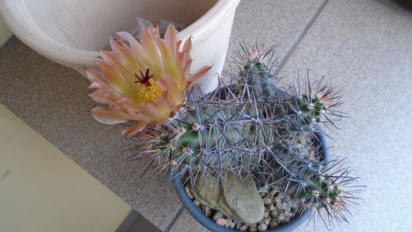 Austrocactus patagonicus (Austrocactus bertinii) (-20 C) - Cactusi 2021