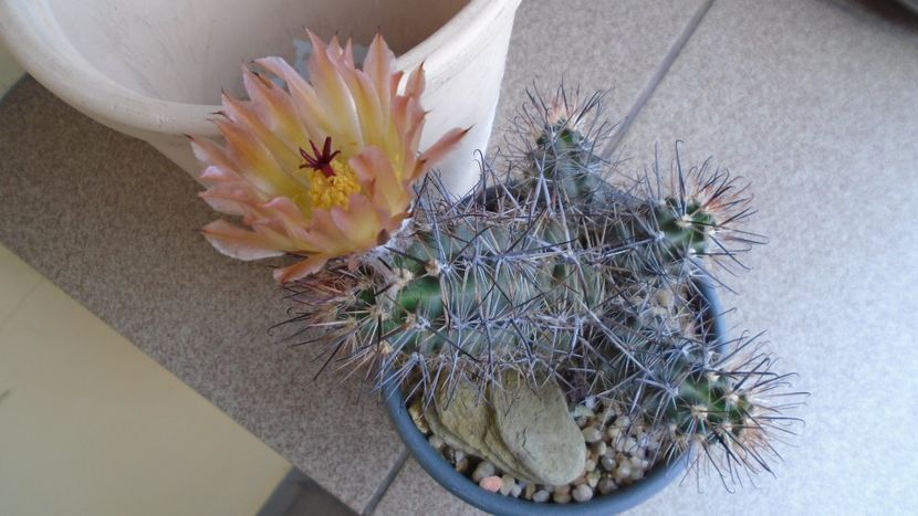 Austrocactus patagonicus (Austrocactus bertinii) (-20 C) - Cactusi 2021