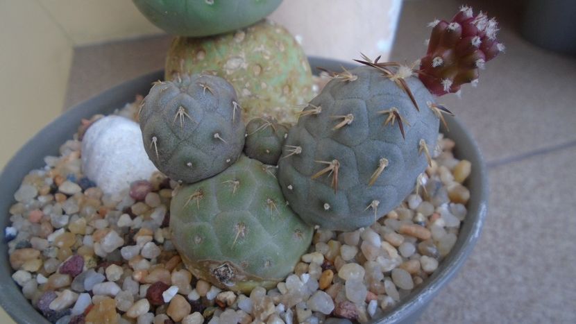 Tephrocactus geometricus - Cactusi 2021