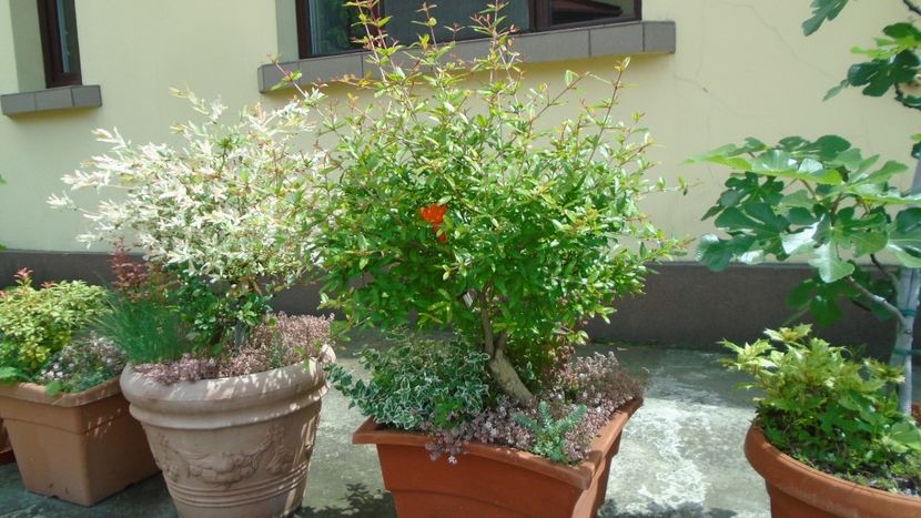 Rodiu (Punica granatum) - Primavara 2021-2022-2023