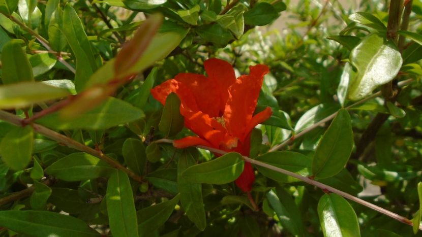 Rodiu (Punica granatum) - Primavara 2021-2022-2023