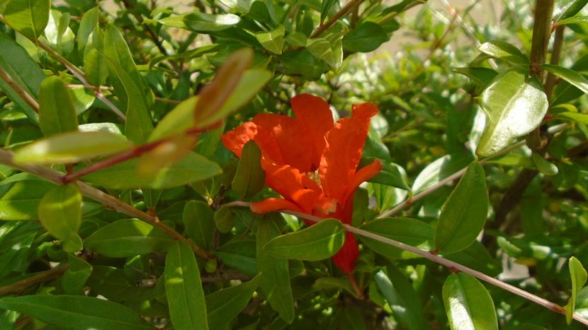 Rodiu (Punica granatum) - Primavara 2021-2022-2023