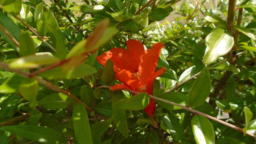 Rodiu (Punica granatum) - Primavara 2021-2022-2023