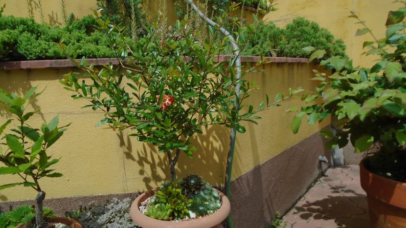 Rodiu (Punica granatum ”Lagrelliae”) - Primavara 2021-2022-2023