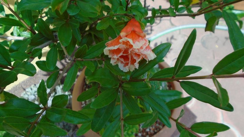 Rodiu (Punica granatum ”Lagrelliae”) - Primavara 2021-2022-2023