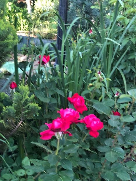 WhatsApp Image 2021-06-12 at 21.04.17 (2) - 08 Roman 12 06 2021