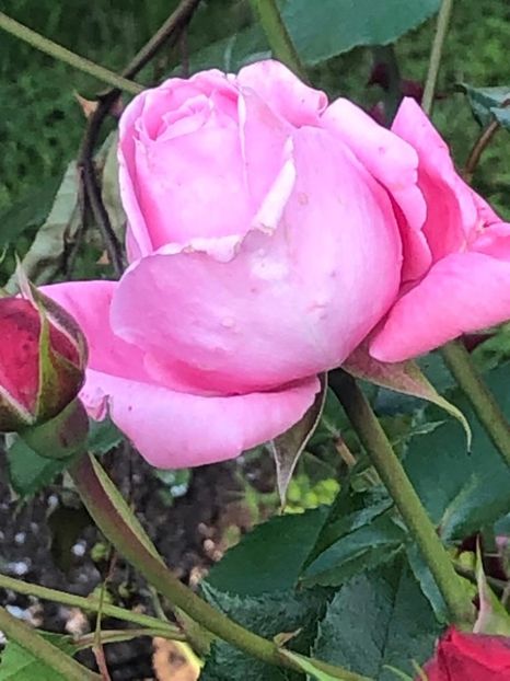 WhatsApp Image 2021-06-12 at 21.04.17 (7) - 08 Roman 12 06 2021