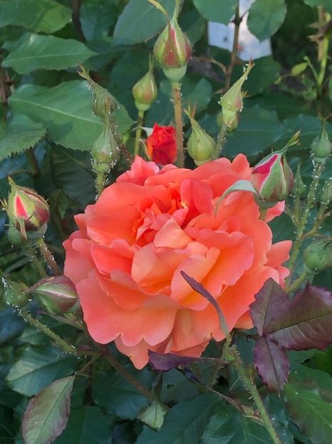 WhatsApp Image 2021-06-12 at 21.04.17 (9) - 08 Roman 12 06 2021