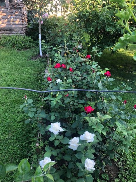 WhatsApp Image 2021-06-12 at 21.04.17 (23) - 08 Roman 12 06 2021