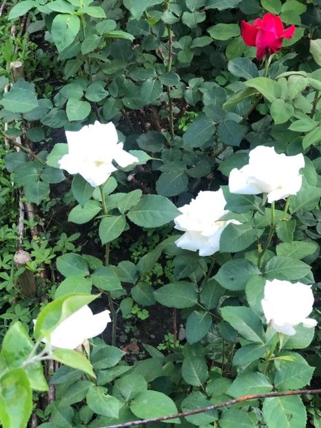 WhatsApp Image 2021-06-12 at 21.04.17 (24) - 08 Roman 12 06 2021