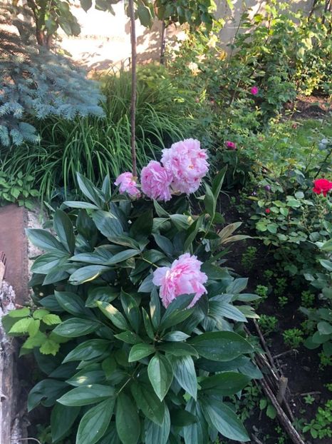 WhatsApp Image 2021-06-12 at 21.04.17 (25) - 08 Roman 12 06 2021