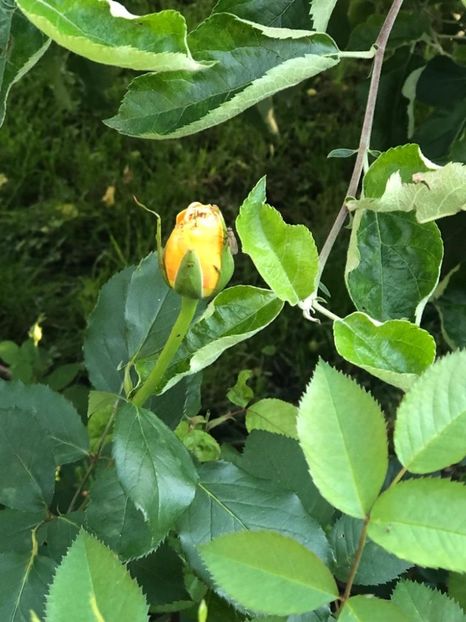 WhatsApp Image 2021-06-12 at 21.04.17 (27) - 08 Roman 12 06 2021