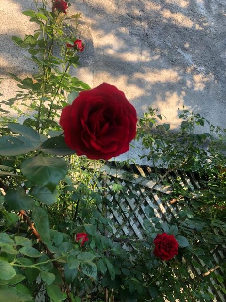 WhatsApp Image 2021-06-12 at 21.05.53 (7) - 08 Roman 12 06 2021