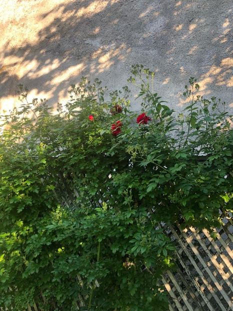 WhatsApp Image 2021-06-12 at 21.05.53 (9) - 08 Roman 12 06 2021