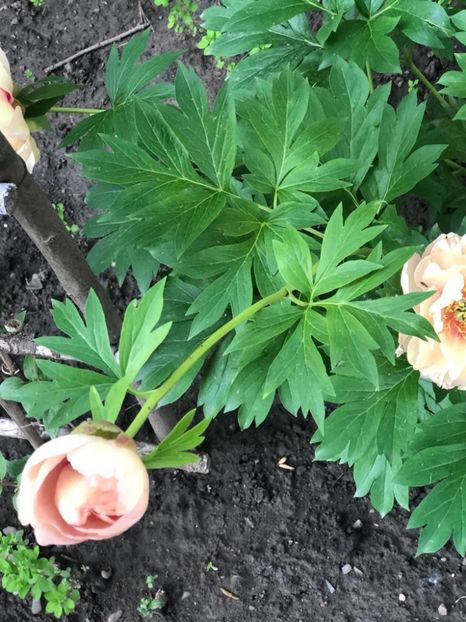 WhatsApp Image 2021-06-12 at 21.05.53 (28) - 08 Roman 12 06 2021