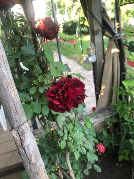 WhatsApp Image 2021-06-12 at 21.06.31 (8) - 08 Roman 12 06 2021