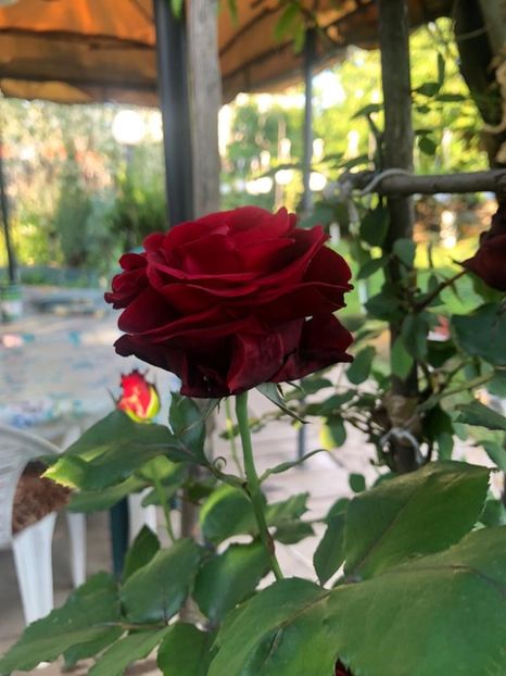 WhatsApp Image 2021-06-12 at 21.06.31 (9) - 08 Roman 12 06 2021