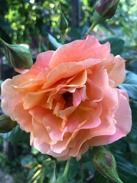 WhatsApp Image 2021-06-12 at 21.06.31 (10) - 08 Roman 12 06 2021