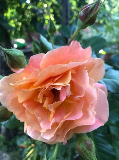 WhatsApp Image 2021-06-12 at 21.06.31 (11) - 08 Roman 12 06 2021