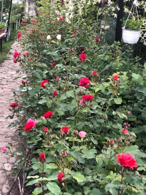 WhatsApp Image 2021-06-12 at 21.06.31 (26) - 08 Roman 12 06 2021