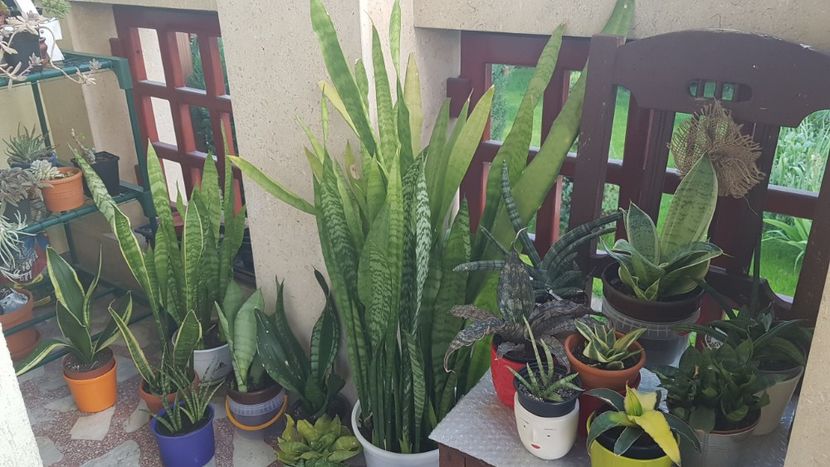 Colectia de sansevieria scoasa la aer - Sansevieria