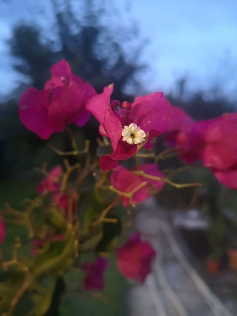  - Bougainvillea