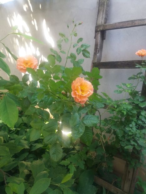  - 2021- Gradina G1