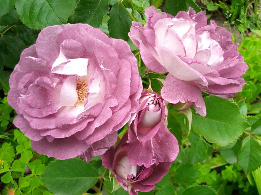  - Huddersfield Choral Society