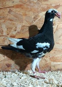  - 3---AGH DAȚI 2019 - 2025