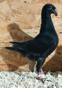  - 3---AGH DAȚI 2019 - 2025