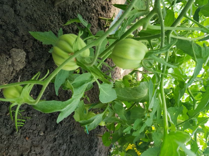 Inima d'albenga. - Iunie 2021 Tomate