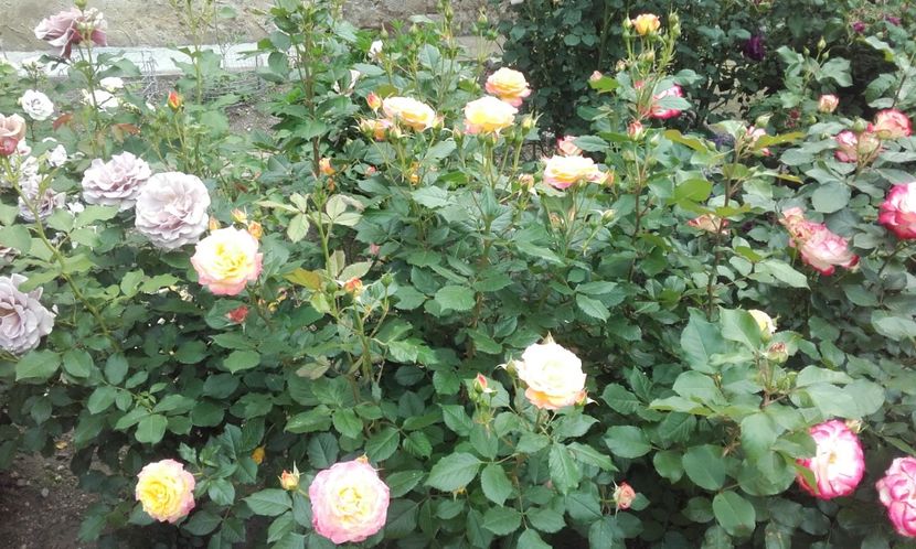 10 06 2021 - Gartenspass