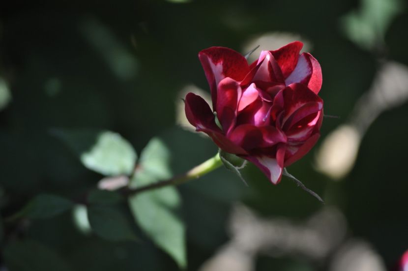 _DSC0409 - VARA 2021_5