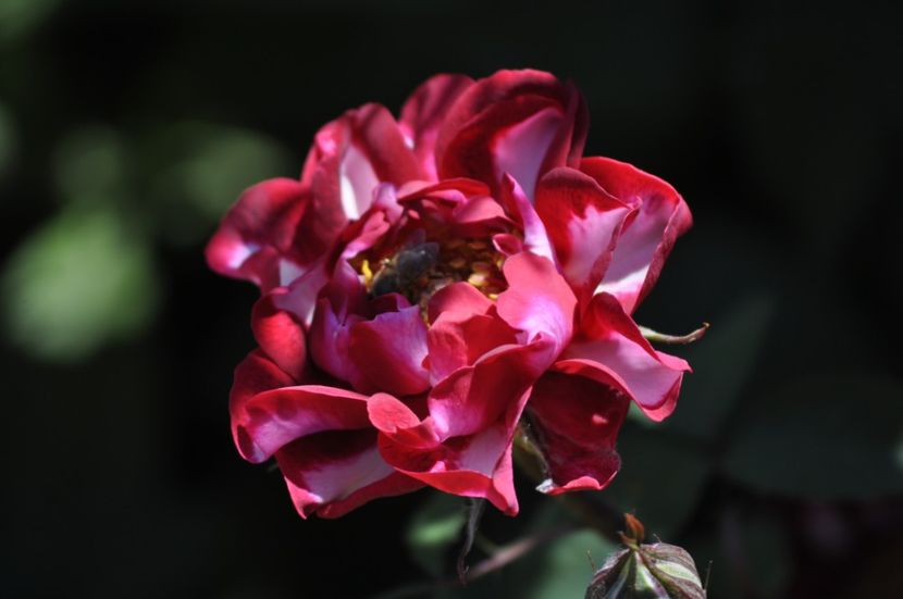 _DSC0412 - VARA 2021_5