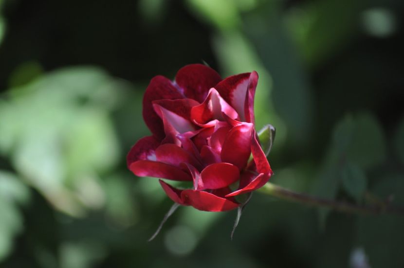 _DSC0413 - VARA 2021_5