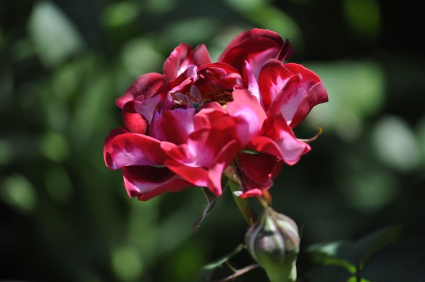 _DSC0415 - VARA 2021_5