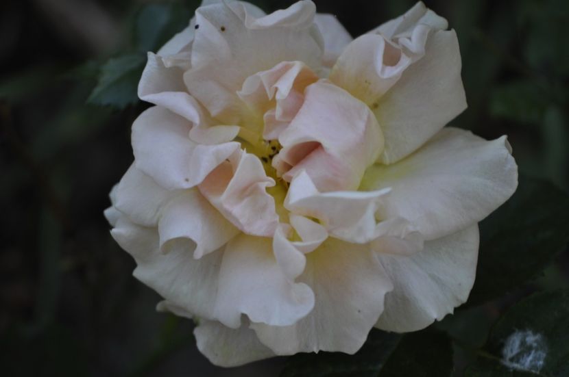 _DSC0421 - VARA 2021_5