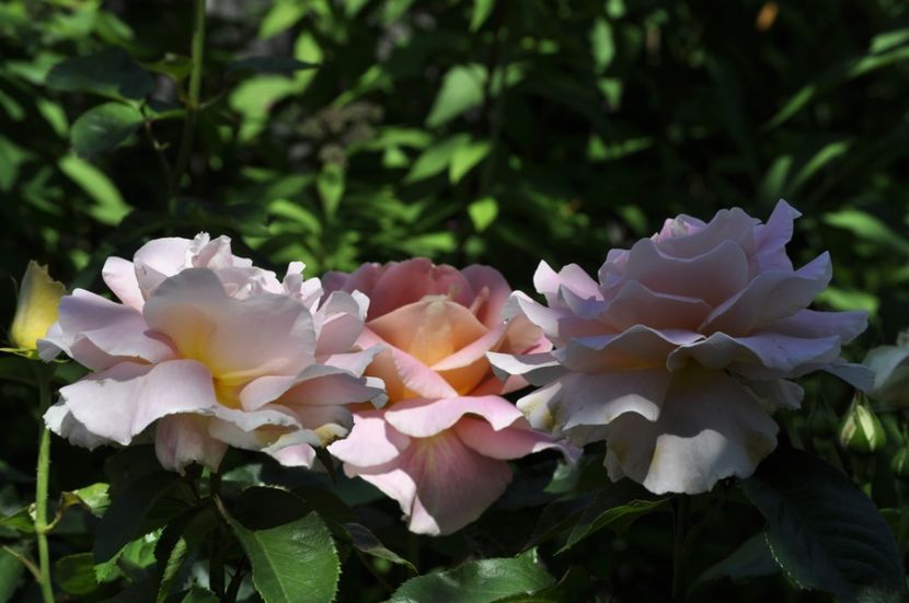 _DSC0422 - VARA 2021_5