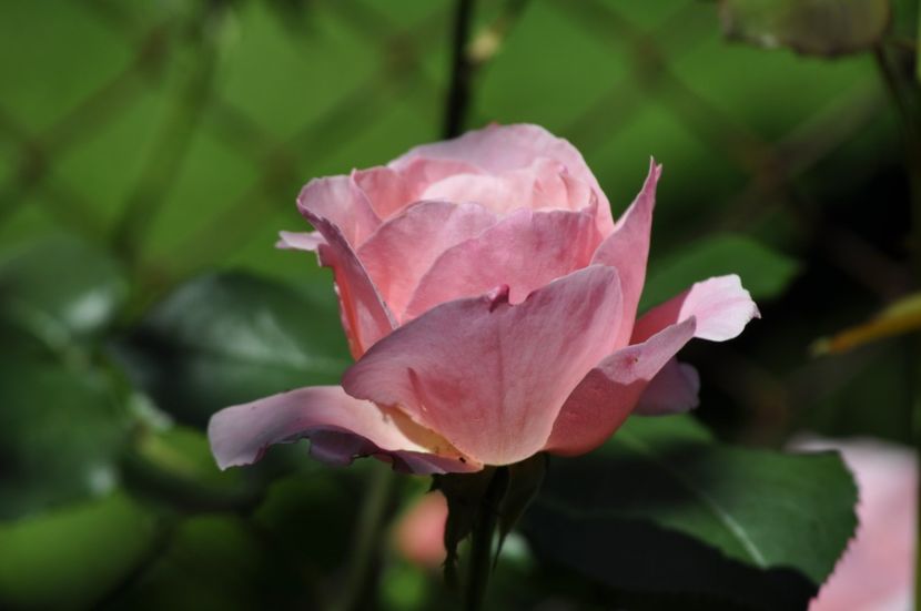 _DSC0433 - VARA 2021_5