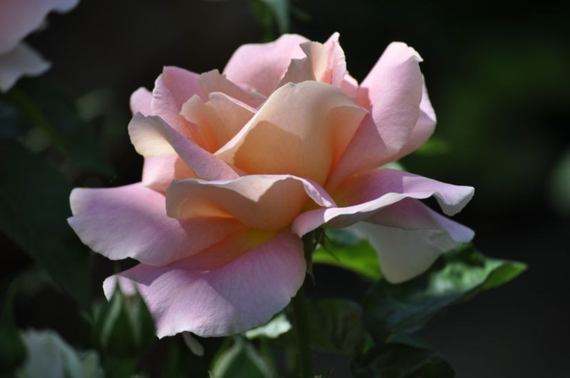 _DSC0447 - VARA 2021_5