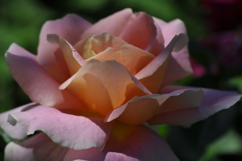 _DSC0491 - VARA 2021_5