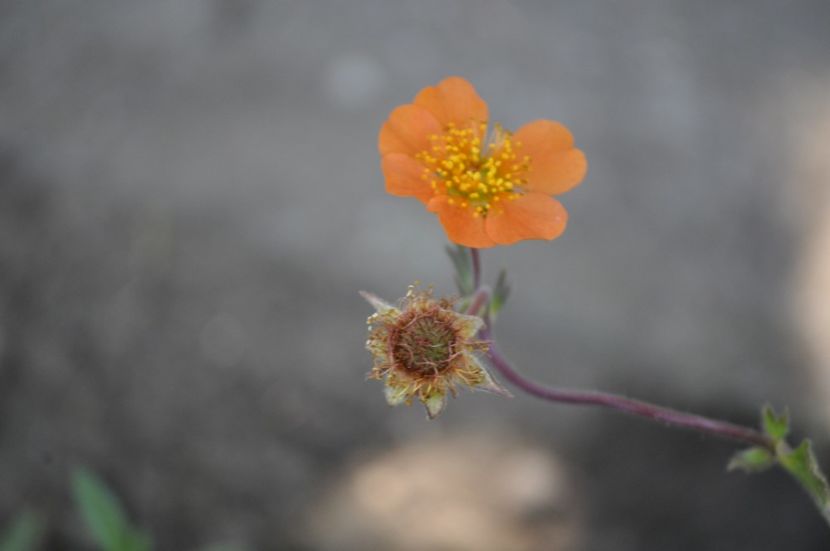 _DSC0494 - VARA 2021_5