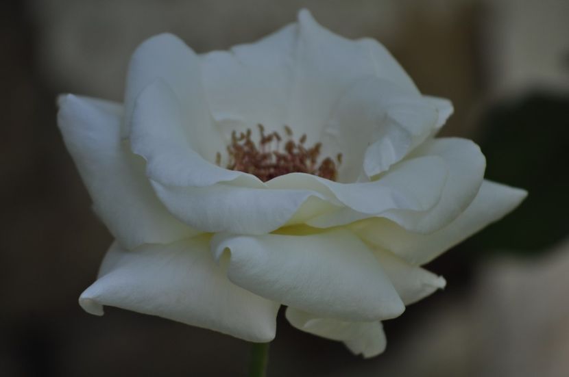 _DSC0536 - VARA 2021_5