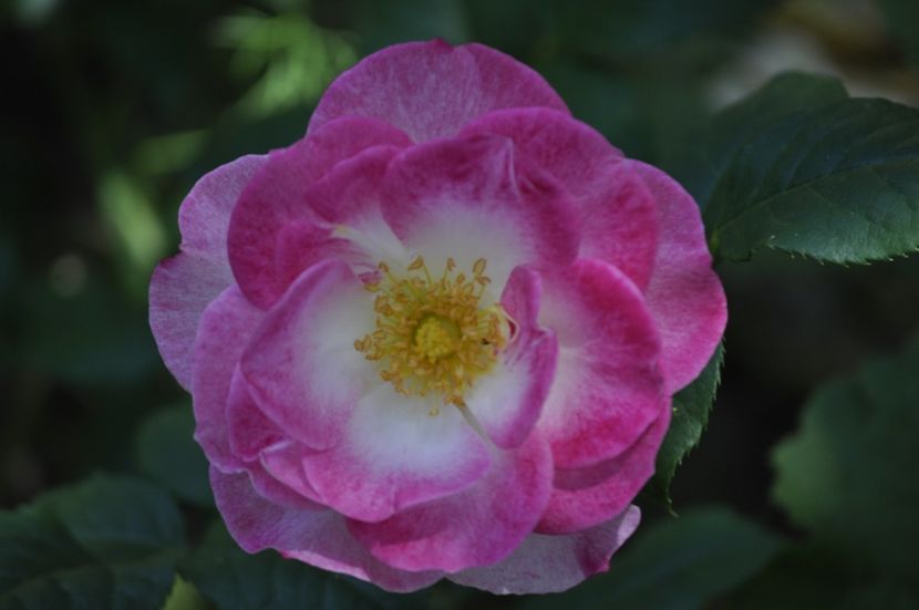 _DSC0547 - VARA 2021_5